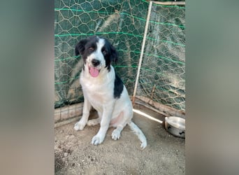 LAMPO - bald auf Pflegestelle in Sachsen