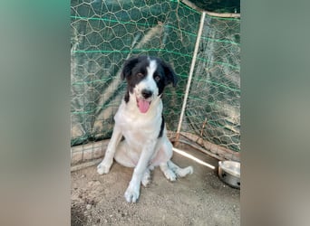 LAMPO - bald auf Pflegestelle in Sachsen