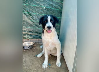 LAMPO - bald auf Pflegestelle in Sachsen