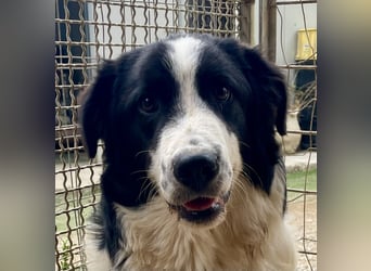 LAMPO - bald auf Pflegestelle in Sachsen