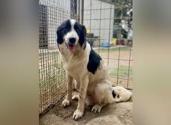 LAMPO - bald auf Pflegestelle in Sachsen