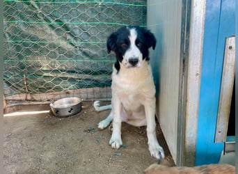 LAMPO - bald auf Pflegestelle in Sachsen