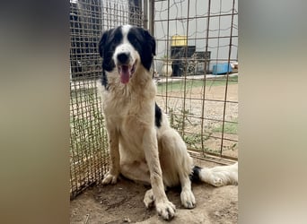 LAMPO - bald auf Pflegestelle in Sachsen