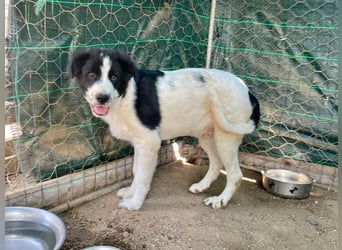 LAMPO - bald auf Pflegestelle in Sachsen