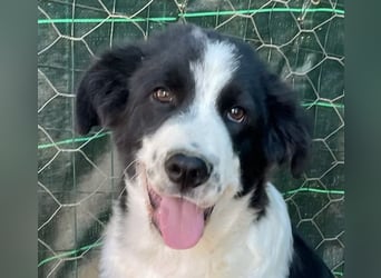 LAMPO - bald auf Pflegestelle in Sachsen