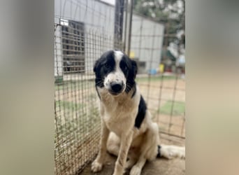 LAMPO - bald auf Pflegestelle in Sachsen