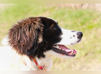 Herdenschutzhündin Tilda sucht ein Zuhause