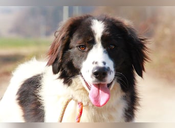 Herdenschutzhündin Tilda sucht ein Zuhause