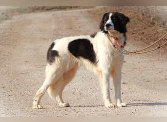 Herdenschutzhündin Tilda sucht ein Zuhause