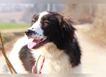 Herdenschutzhündin Tilda sucht ein Zuhause