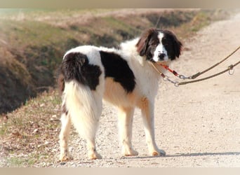 Herdenschutzhündin Tilda sucht ein Zuhause