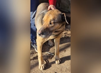 Hector - ein treuer Freund im besten Alter