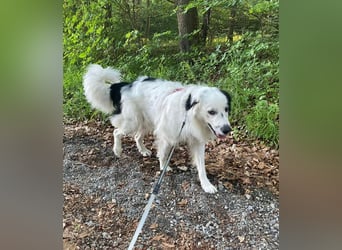 Sparky Boy wünscht sich ein ruhiges Zuhause (derzeit in 97857 Urspringen)
