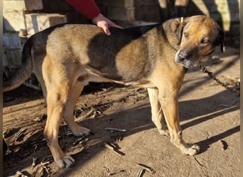 Hector - ein treuer Freund im besten Alter