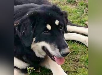 Kalisto - groß und flauschig mit toller Persönlichkeit sucht entspannte Menschen