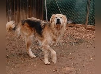Jango - Hund im besten Alter