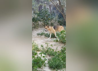 Murphy - ein schüchternes Hasenherz
