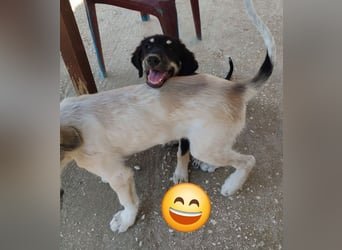 Kalisto - groß und flauschig mit toller Persönlichkeit sucht entspannte Menschen