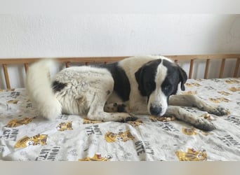 Cookie P - nach schweren Zeiten nun bereits fürs Glück!