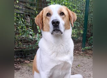 Sarp - sportliches Zuhause als Einzelprinz gesucht
