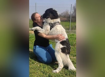 Theo - bereit für SEINE Familie