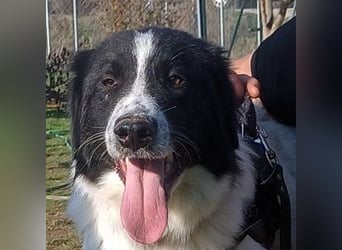 Theo - bereit für SEINE Familie