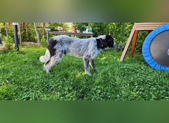 Melenios - ein Traum für Freunde großer Hunde wartet in Frankfurt am Main