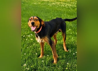 Zois - Test als Familienhund ✅ (bestanden)