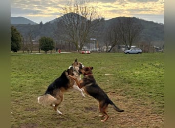 Zeus PM - ein verspielter und lustiger Bub