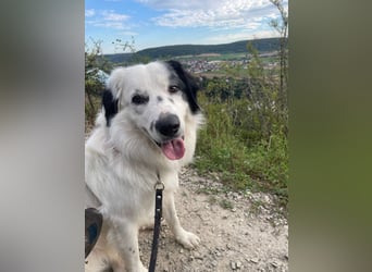 Sparky Boy wünscht sich ein ruhiges Zuhause (derzeit in 97857 Urspringen)