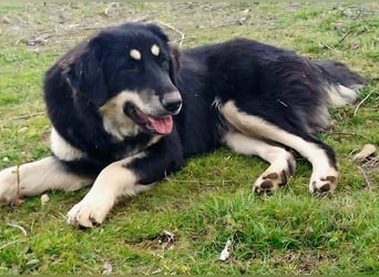Kalisto - groß und flauschig mit toller Persönlichkeit sucht entspannte Menschen