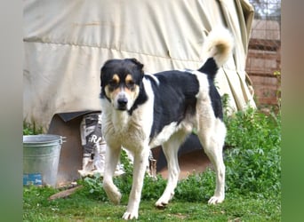 Dias-Zeus - sanfter, schüchterne Riese