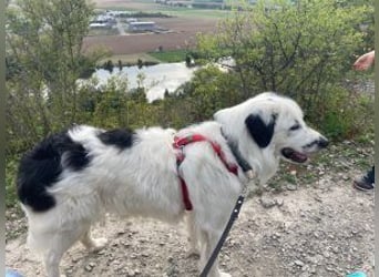 Sparky Boy wünscht sich ein ruhiges Zuhause (derzeit in 97857 Urspringen)