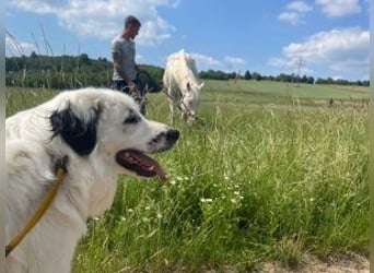 Sparky Boy wünscht sich ein ruhiges Zuhause (derzeit in 97857 Urspringen)