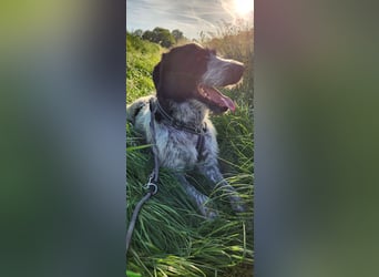 Melenios - ein Traum für Freunde großer Hunde wartet in Frankfurt am Main