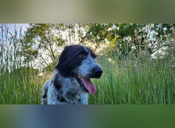 Melenios - ein Traum für Freunde großer Hunde wartet in Frankfurt am Main