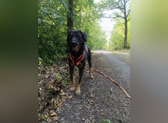 Scooby - Neustart gewünscht!