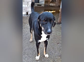 Whiskey - hat einen wundervollen Charakter