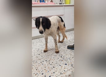 Theo - bereit für SEINE Familie