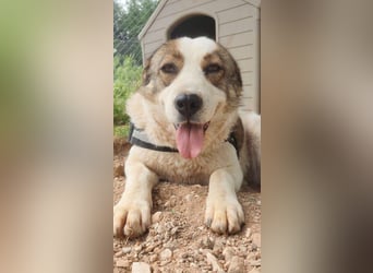 Chloe A - ein echter Traumhund!