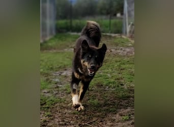 Aias - loyal, chrakterstark und unendlich treu
