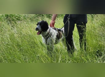 Melenios - ein Traum für Freunde großer Hunde wartet in Frankfurt am Main