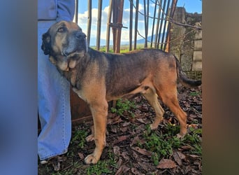 Hector - ein treuer Freund im besten Alter