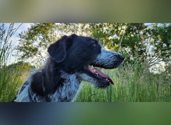 Melenios - ein Traum für Freunde großer Hunde wartet in Frankfurt am Main