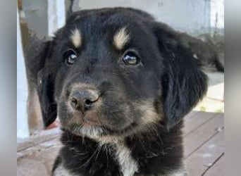 Kalisto - groß und flauschig mit toller Persönlichkeit sucht entspannte Menschen