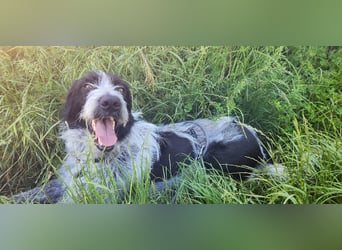 Melenios - ein Traum für Freunde großer Hunde wartet in Frankfurt am Main