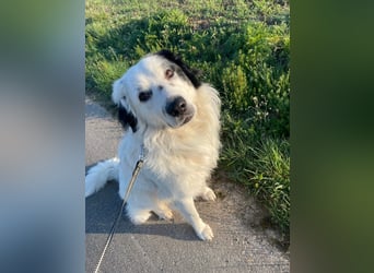 Sparky Boy wünscht sich ein ruhiges Zuhause (derzeit in 97857 Urspringen)