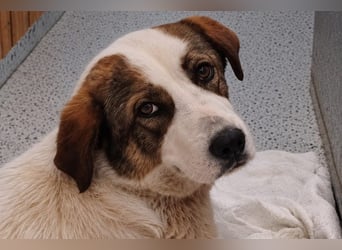 Chloe A - ein echter Traumhund!
