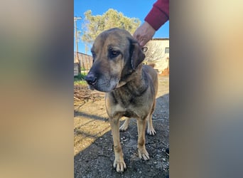 Hector - ein treuer Freund im besten Alter