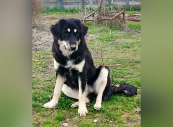 Kalisto - groß und flauschig mit toller Persönlichkeit sucht entspannte Menschen